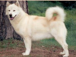 greenland-dog picture