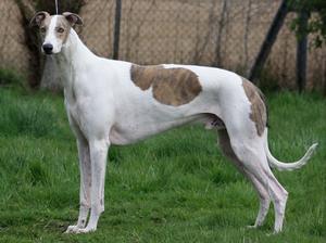 greyhound picture