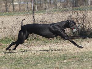 greyhound picture