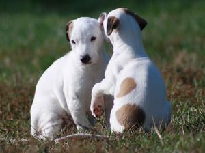 greyhound picture