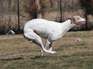 greyhound picture