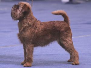 Griffon Bruxellois picture