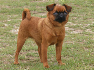 griffon-bruxellois picture