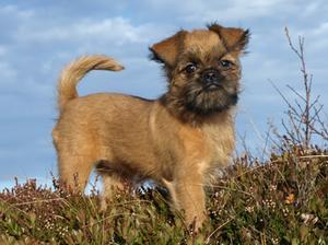 griffon-bruxellois picture