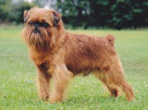 griffon-bruxellois picture
