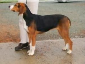 hamiltonstovare picture