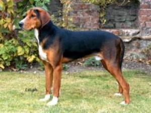 hamiltonstovare picture