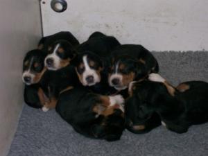 hamiltonstovare picture