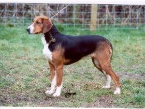 hamiltonstovare picture