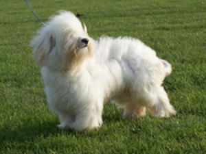 Havanese picture