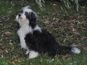 havanese picture