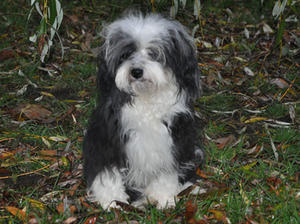 havanese picture