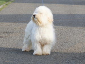 havanese picture