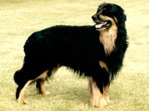 hovawart picture