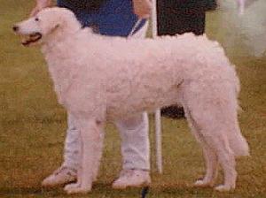 hungarian-kuvasz picture