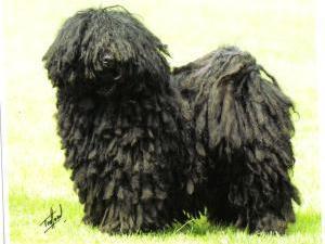 hungarian-puli picture