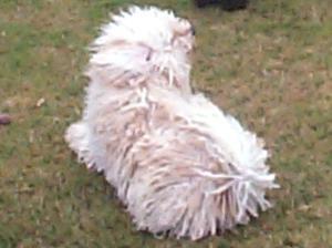 hungarian-puli picture