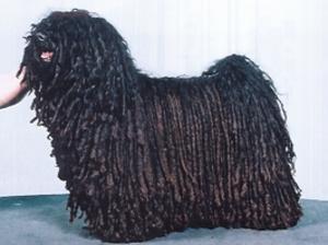 hungarian-puli picture