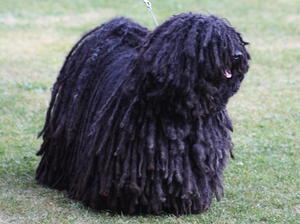 hungarian-puli picture