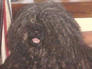 hungarian-puli picture