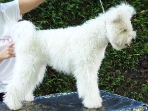hungarian-pumi picture