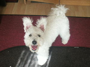 hungarian-pumi picture