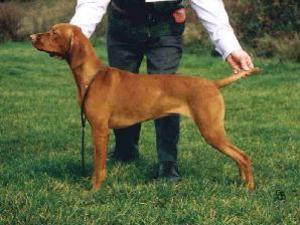 hungarian-vizsla picture