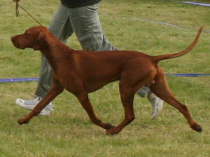 hungarian-vizsla picture