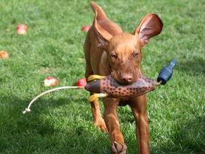 hungarian-vizsla picture