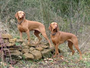 hungarian-vizsla picture