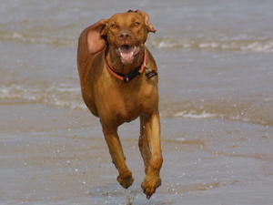 hungarian-vizsla picture