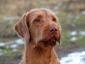 hungarian-wirehaired-vizsla picture