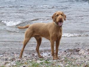 hungarian-wirehaired-vizsla picture