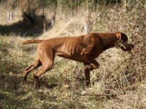 hungarian-wirehaired-vizsla picture