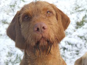 hungarian-wirehaired-vizsla picture