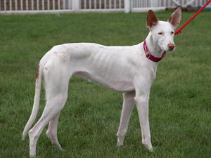 ibizan-hound picture
