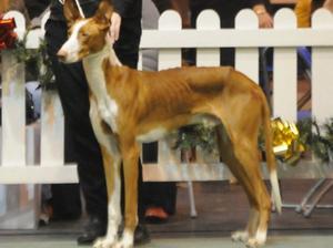 ibizan-hound picture