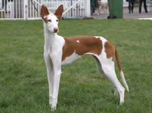 ibizan-hound picture