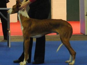 ibizan-hound picture