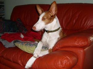 ibizan-hound picture