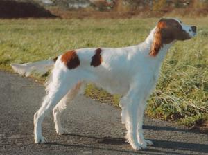 Irish Red And White Setter picture