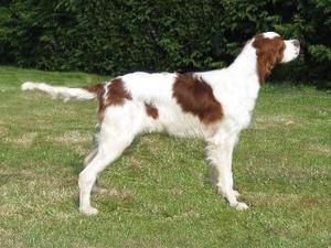 irish-red-and-white-setter picture