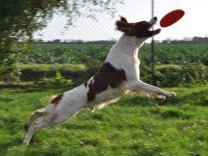 irish-red-and-white-setter picture