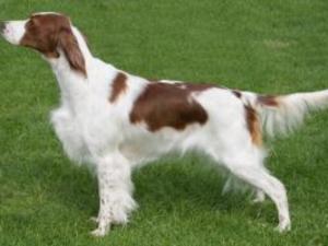 irish-red-and-white-setter picture