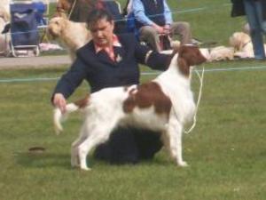 irish-red-and-white-setter picture