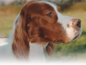 irish-red-and-white-setter picture