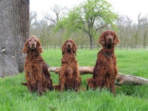 irish-setter picture