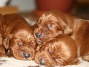 irish-setter picture