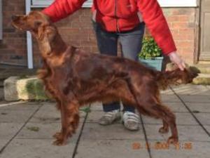 irish-setter picture