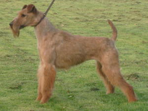 Irish Terrier picture